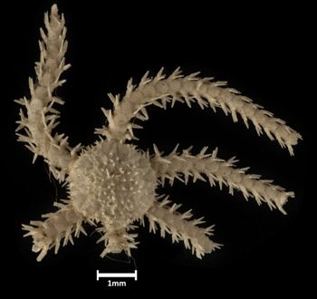Media type: image;   Invertebrate Zoology OPH-4781 Description: Top down view of single ophiuroid specimen with a scale bar.;  Aspect: dorsal